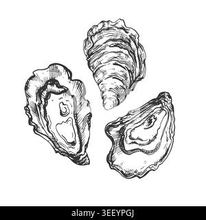Oysters set of vector illustrations, hand-drawn in ink, on a white background. Design elements Stock Vector