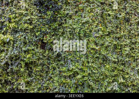 Lush green ivy leaves growing naturally on a rocky cliff in Italy. Dense foliage texture creating a fresh natural background, ideal for nature, enviro Stock Photo