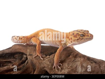 Leopard gecko in front of white background Stock Photo