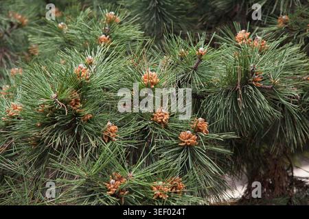 Chinese pine (Pinus tabuliformis) Stock Photo