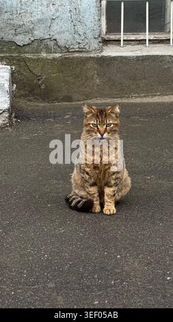 Cute stray tabby cat sitting calmly on an asphalt pavement near an old building wall, looking at camera Stock Photo