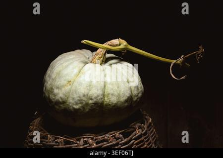 Light green pumpkin with extended stem on wicker base in dramatic lighting. Minimal autumn still life with shadow contrast and rustic feel Stock Photo