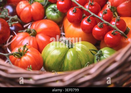 Cherry tomatoes on vine with large heirloom varieties in wicker basket. Fresh organic produce, colorful summer harvest Stock Photo