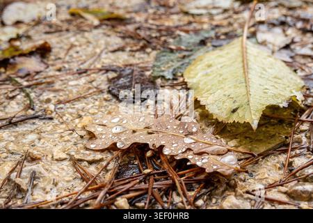 Close-up of wet fallen oak and birch leaves with raindrops on forest floor - autumn textures and moisture Stock Photo