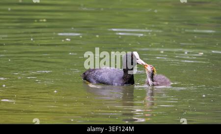 Eurasian coot feeding chick on calm freshwater lake in natural habitat. Stock Photo