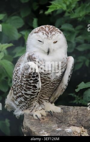 Snowy owl perches calmly on weathered wood. White feathers marked with dark spots. Gently closed eyes show serene expression. Green leaves form soft, Stock Photo