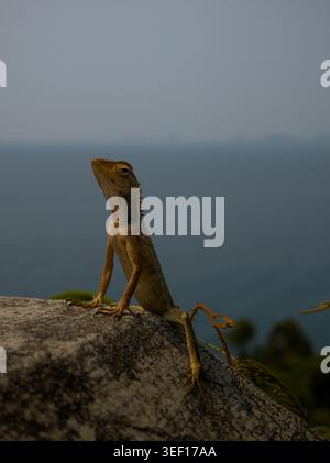 A lizard is sitting on a rock, basking in the sun, against a background of vegetation Stock Photo