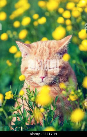 Red tabby cat enjoying the sun on the flower lawn Stock Photo