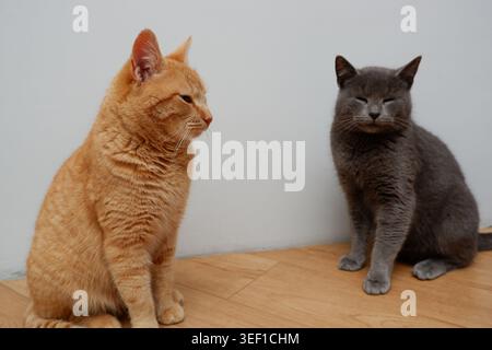 Brightly red and gray British cats are resting on the warm floor of the house. Portrait two cats. Stock Photo