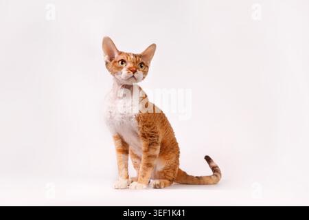Elegant Ginger Devon Rex Cat Portrait on White Stock Photo