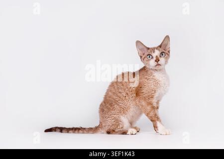 Sitting Devon Rex Cat with Blue Eyes Side Profile Stock Photo