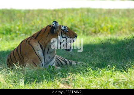 Tiger lying in shaded grass, mouth open, looking right Stock Photo
