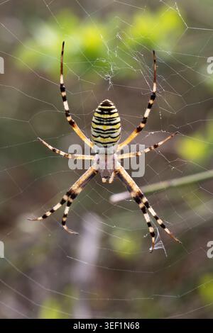 Wasp spider argiope bruennichi resting on its intricate orb web, waiting for prey outdoors Stock Photo