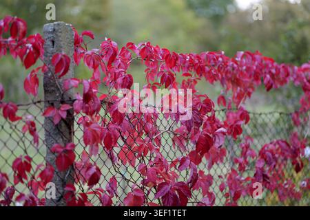 Virginia creeper showing vivid red autumn foliage, creating a striking natural border as it covers a chain link fence along a concrete post in a garde Stock Photo