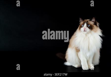 Purebred Ragdoll cat posing on dark background indoors. Stock Photo