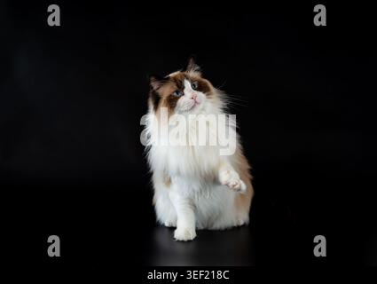 Fluffy domestic Ragdoll cat portrait on dark backdrop. Stock Photo