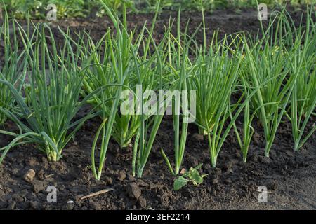 Healthy onion plants cultivated in organized garden rows on fertile soil. Organic vegetable farming outdoors. Stock Photo