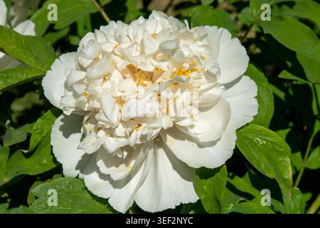White Peony Flower in Full Bloom Close-up with Green Leaves Background in Spring Garden. Stock Photo