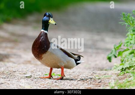 Drake Mallard Duck (Anas platyrhynchos) standing proudly and walking on land in Spring, in England, UK. Stock Photo
