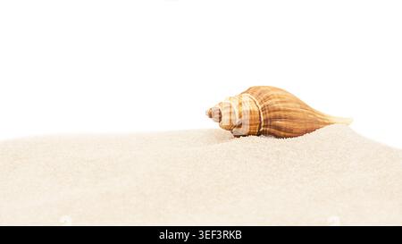 Seashell on soft sand isolated on white background, minimal beach banner with copy space Stock Photo