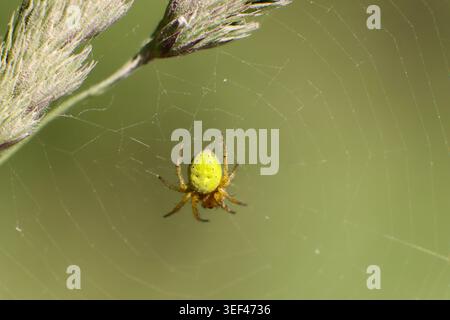 Orb-weaver spider in web on wild grass, macro wildlife close-up in natural outdoor environment Stock Photo