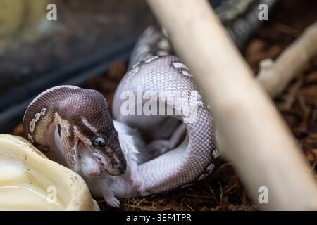 Closeup of a ball python in its enclosure swallowing a rat. Stock Photo