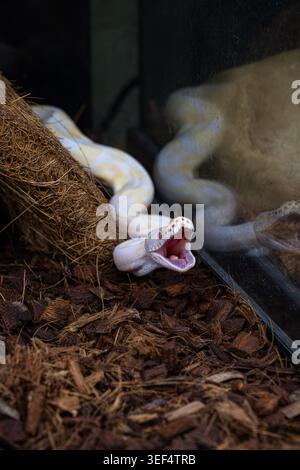 Albino ball python undergoing realigning their jaws. Stock Photo