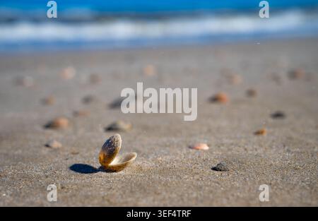An open clam shell on the sandy beach of Spiekeroog, a North Sea island in the Wadden Sea National Park (East Frisia, Lower Saxony, Germany). Stock Photo