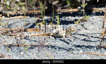 Schreiber's fringe-fingered lizard (Acanthodactylus schreiberi) basking on sandy ground in the wild, Cyprus. Stock Photo