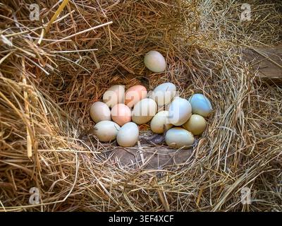 Chicken eggs clutch nest in barn, Pennsylvania USA Stock Photo