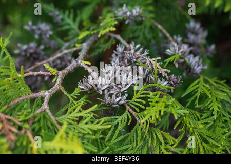Mature brown cones on an evergreen arborvitae branch. The contrast between the bright green needles and the small, dry arborvitae cones. Coniferous tr Stock Photo