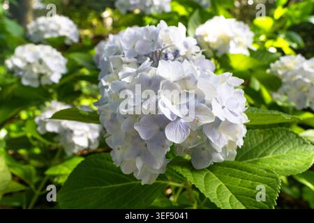 Jeju Island, Jeju-do, South Korea May 8, 2026: White flowers of a hydrangea Hydrangea macrophylla in the sunlight. Known as the farmers hydrangea, this ornamental plant is one of the most popular garden plants in East Asia and Europe *** Weiße Blüten einer Hortensie Hydrangea macrophylla im Sonnenlicht. Die als Bauernhortensie bekannte Zierpflanze zählt zu den beliebtesten Gartenpflanzen in Ostasien und Europa Stock Photo