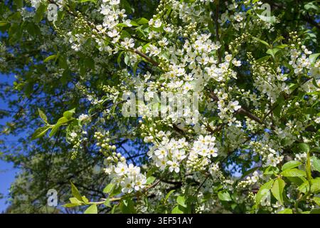 Beautiful blooming white bird cherry flowers against a clear blue sky on a bright sunny spring day.  Background for  greetings, and celebrations Stock Photo