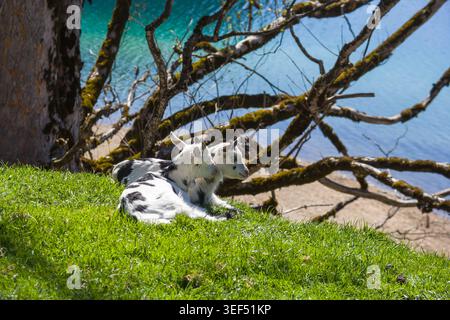 Two cute baby goats resting on green grass by a turquoise alpine lake in Tyrol Austria, spring mountain landscape Stock Photo