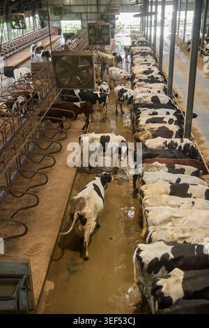 black and white dairy cows in industrial farm shed on wet floor, busy livestock workspace with long row, high angle view, cattle farming Stock Photo