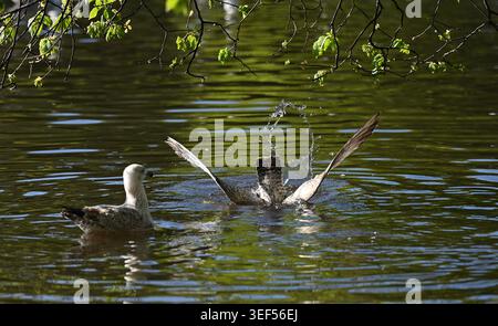 A juvenile Herring Gull  ( Larus argentatus ) diving into Queens Park pond in Brighton , Sussex , UK 2026 - Stock Photo