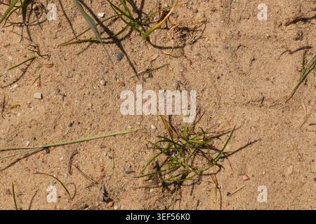 Macro view from above showing dry sandy earth with scattered green grass blades adding texture and contrast with sunlight and subtle shadows Stock Photo