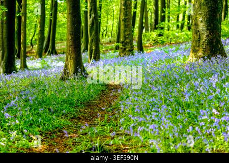 Bluebells (Hyacinthoides non-scripta) in a Spring woodland.  Corbar Woods, Buxton, Derbyshire,UK Stock Photo
