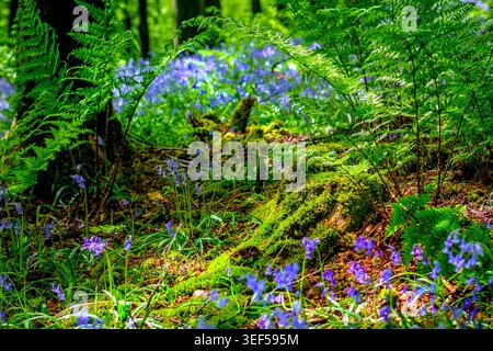 Bluebells (Hyacinthoides non-scripta) in a Spring woodland.  Corbar Woods, Buxton, Derbyshire,UK Stock Photo