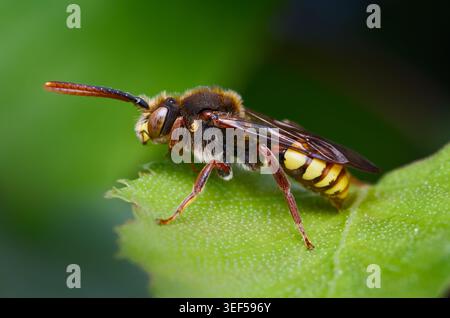 Macro, Close Up Of A Cuckoo Nomad Bee, Nomada species Possibly Nomada Flava, Flavous Nomad Bee Resting On A Leaf, New Forest, UK Stock Photo