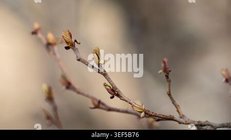 Close-up of common alder (Alnus glutinosa) buds emerging on slender branches in early spring, captured with soft natural bokeh background. Stock Photo