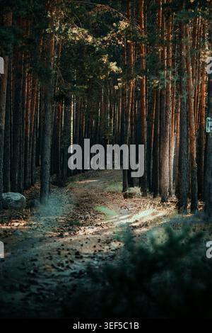 Curving forest path through dense pine trees with soft sunlight and shallow depth of field, atmospheric woodland scene with natural textures and leadi Stock Photo