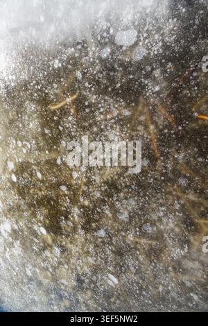 Close up of trapped air bubbles and organic matter inside lake ice. Intricate natural winter texture and pattern for background use. Stock Photo