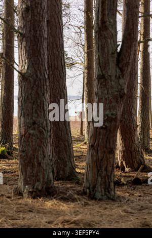 A brown and white cow stands in a distant field, framed by the thick trunks of pine trees in a sunlit forest during spring. Stock Photo