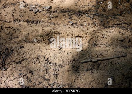 Brown sandy ground on a forest floor, bathed in dappled sunlight and deep shadows. Dry leaves and small branches lie scattered across the rough Stock Photo