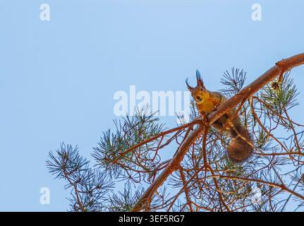 Squirrel sitting on a tree branch, background with squirrel Stock Photo