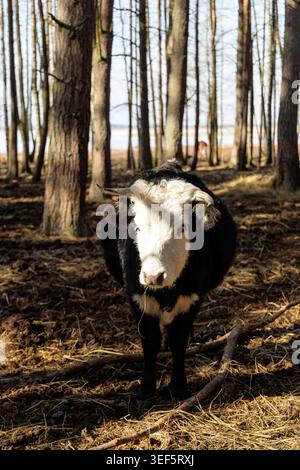 A black and white cow with small horns standing in a pine forest and looking straight into the lens. Stock Photo