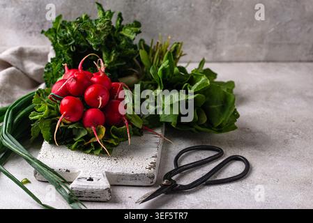 Radish, onion and herbs, spring greens concept Stock Photo