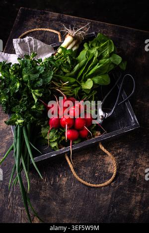 Radish, onion and herbs, spring greens concept Stock Photo