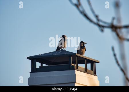 Two Hooded Crows Resting on a Modern Chimney Against a Clear Blue Sky Stock Photo